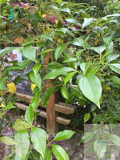 Viburnum propinquum, photographed by 謝麗霦