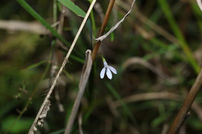 Lobelia stenophylla, photographed by Greg Tasney