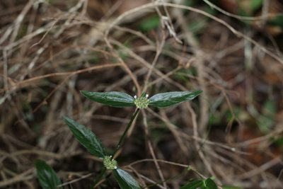 Spermacoce remota, photographed by Greg Tasney