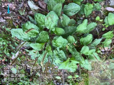 Plantago asiatica, photographed by 謝麗霦