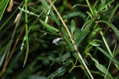 Hygrophila angustifolia, photographed by Greg Tasney