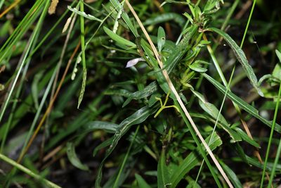 Hygrophila angustifolia, photographed by Greg Tasney