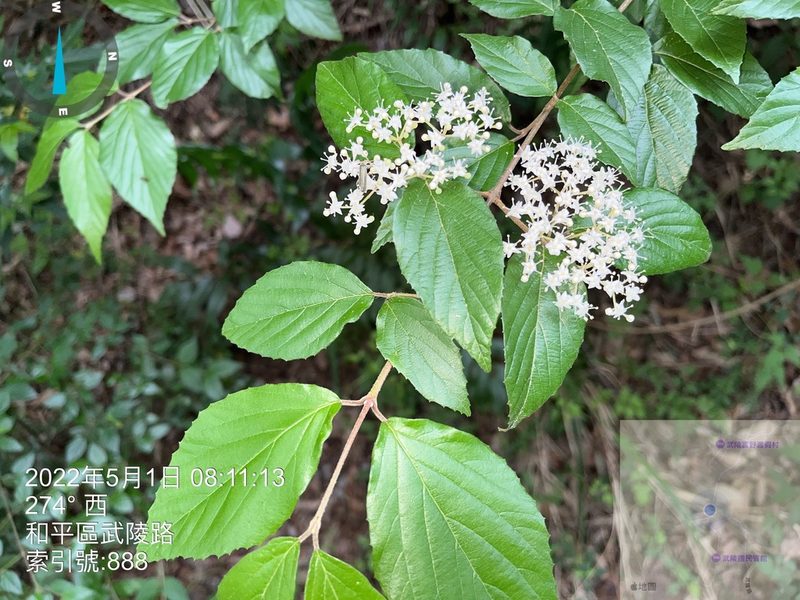 Viburnum luzonicum, photographed by 謝麗霦