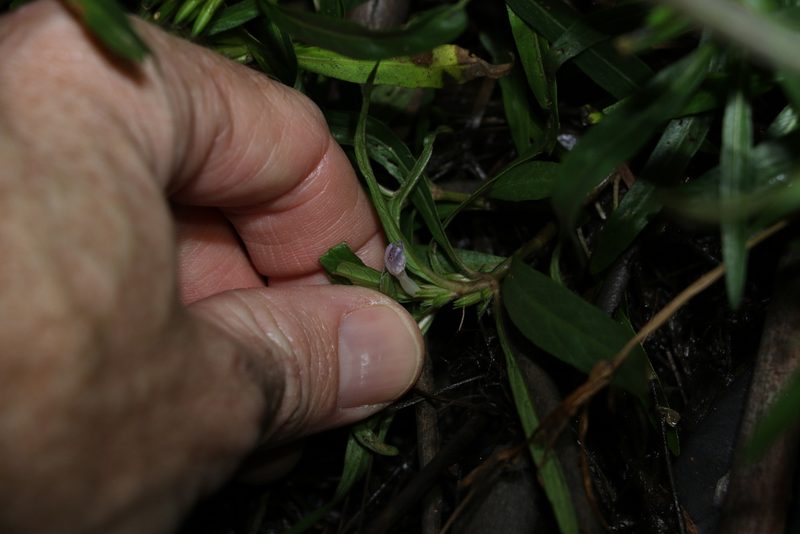 Hygrophila angustifolia, photographed by Greg Tasney