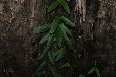Parsonsia straminea, photographed by Greg Tasney