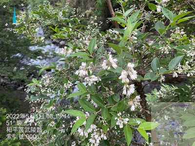 Deutzia pulchra, photographed by 謝麗霦