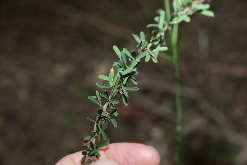 Lespedeza juncea, photographed by Greg Tasney