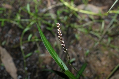 Persicaria decipiens, photographed by Greg Tasney