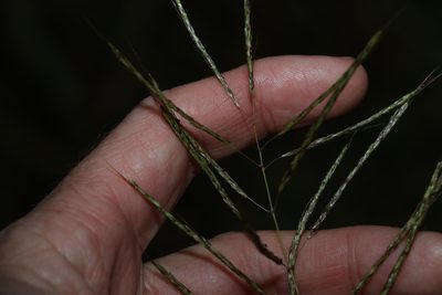 Bothriochloa bladhii