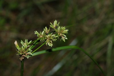 Cyperus eragrostis, photographed by Greg Tasney