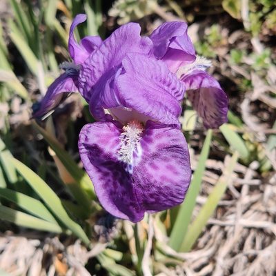 Iris kemaonensis, photographed by Name
