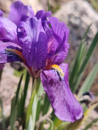 Iris kemaonensis, photographed by Name