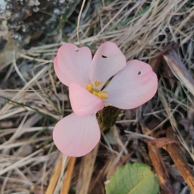 Podophyllum hexandrum, photographed by Name