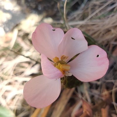 Podophyllum hexandrum, photographed by Name