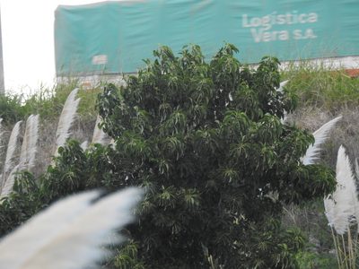 Phytolacca dioica, photographed by Eduardo Luis Beltrocco
