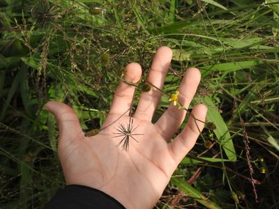 Bidens subalternans, photographed by Eduardo Luis Beltrocco