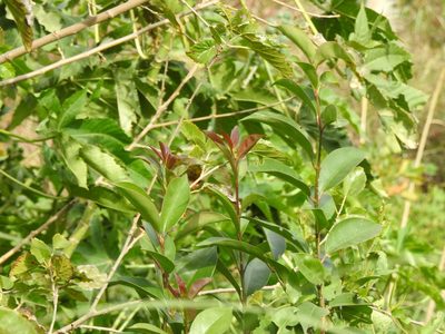 Ligustrum lucidum, photographed by Eduardo Luis Beltrocco