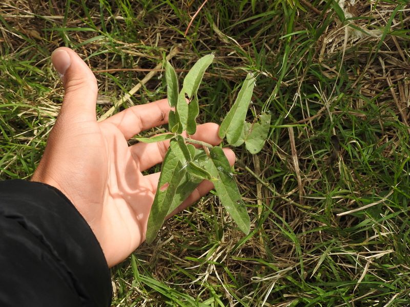 Oxypetalum solanoides, photographed by Eduardo Luis Beltrocco