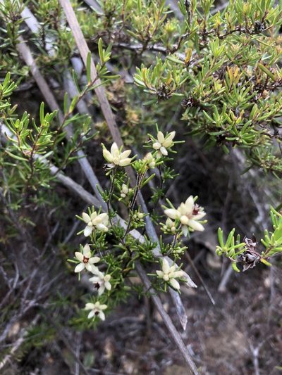 Cryptandra hispidula, photographed by Connor Margetts