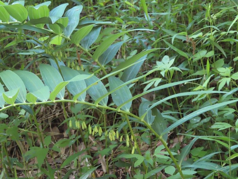 Polygonatum falcatum, photographed by mami_t_t