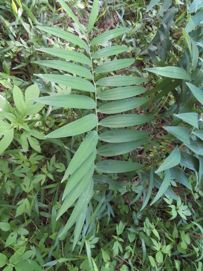 Polygonatum falcatum, photographed by mami_t_t