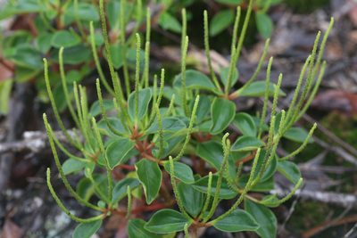 Peperomia leptostachya, photographed by Hugo Innes