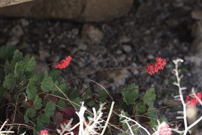 Heuchera sanguinea, photographed by er-birds