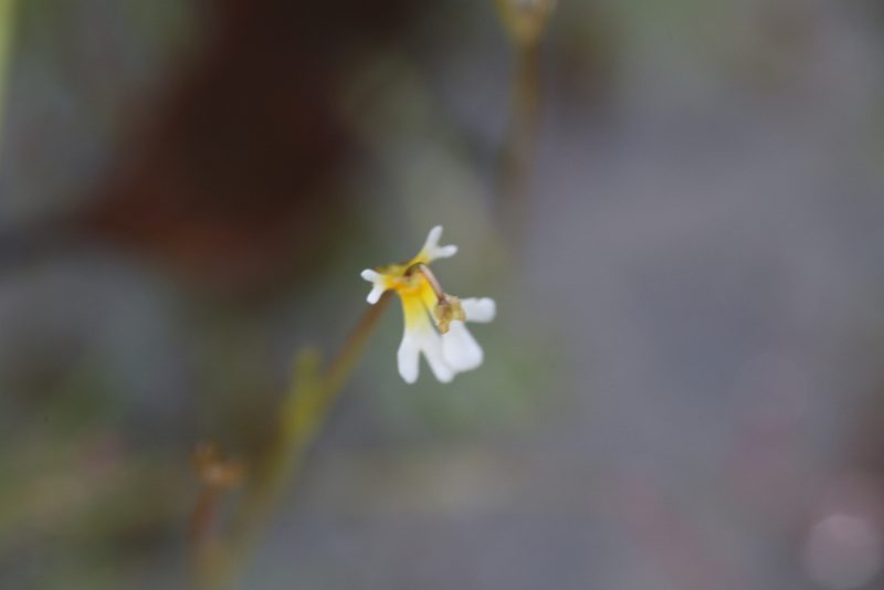 Stylidium oviflorum, photographed by Hugo Innes