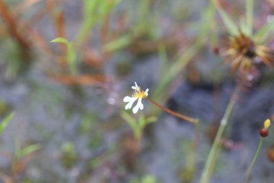 Stylidium oviflorum, photographed by Hugo Innes