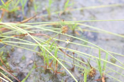 Stylidium oviflorum, photographed by Hugo Innes
