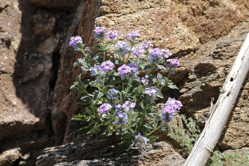 Verbena gooddingii, photographed by er-birds
