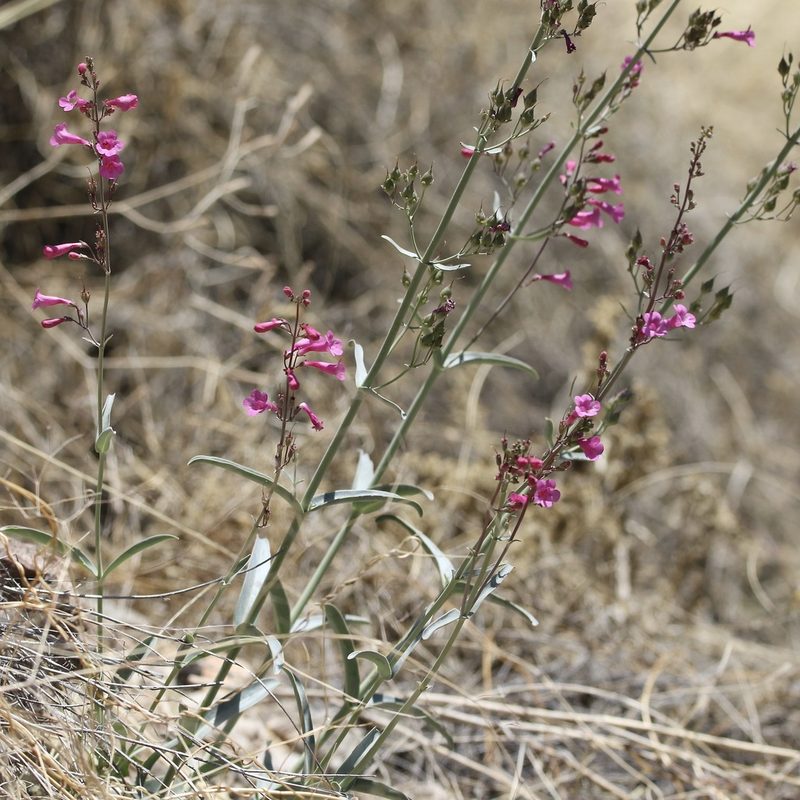 Penstemon parryi, photographed by er-birds