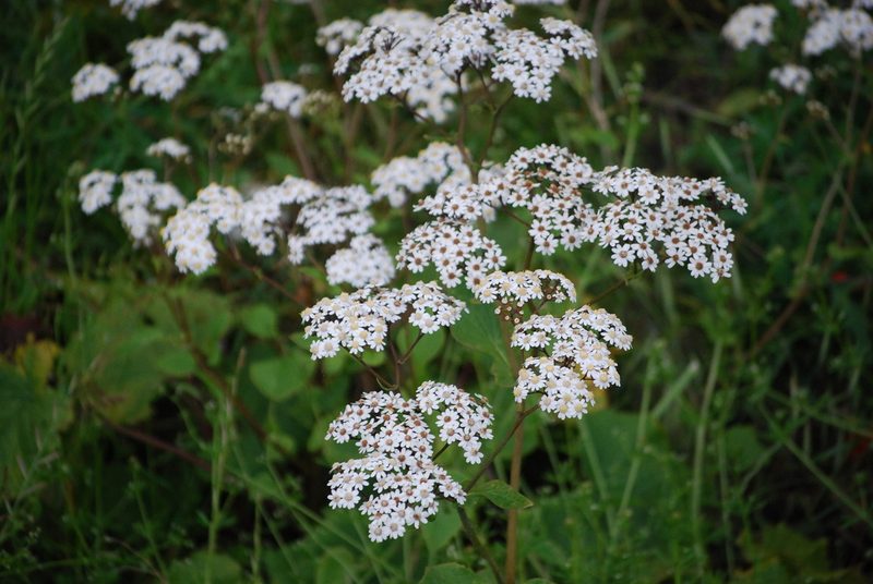 Pericallis murrayi, photographed by Mirela