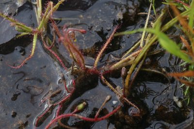 Drosera aquatica, photographed by Hugo Innes