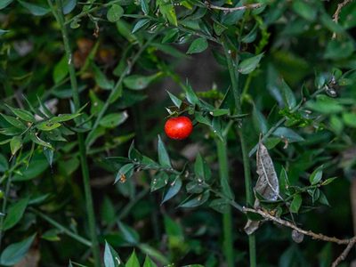 Ruscus aculeatus, photographed by Murielle Desrois