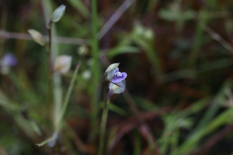 Utricularia uliginosa, photographed by Hugo Innes