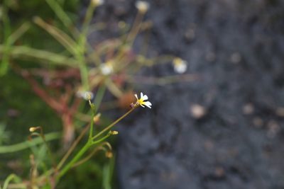 Stylidium oviflorum, photographed by Hugo Innes
