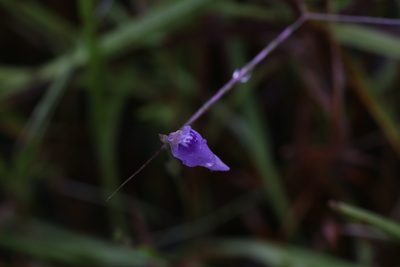 Utricularia caerulea, photographed by Hugo Innes