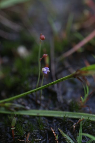 Utricularia limosa, photographed by Hugo Innes