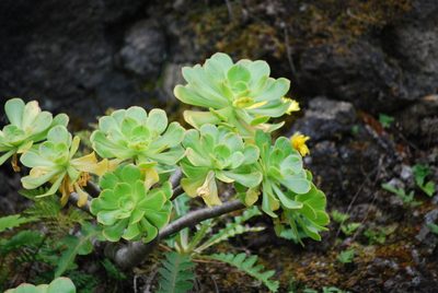Aeonium arboreum, photographed by Mirela