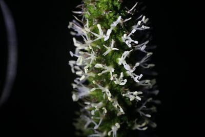 Xanthorrhoea johnsonii, photographed by Hugo Innes