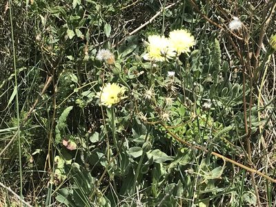 Urospermum dalechampii, photographed by Laurie Brooks