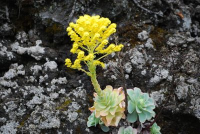 Aeonium aureum