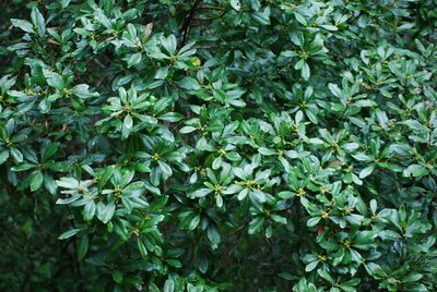 Myrica faya, photographed by Mirela