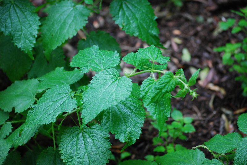 Urtica morifolia, photographed by Mirela