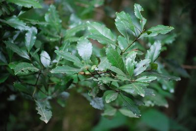 Myrica faya, photographed by Mirela