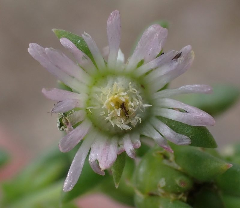 Delosperma subincanum, photographed by Nicola van Berkel