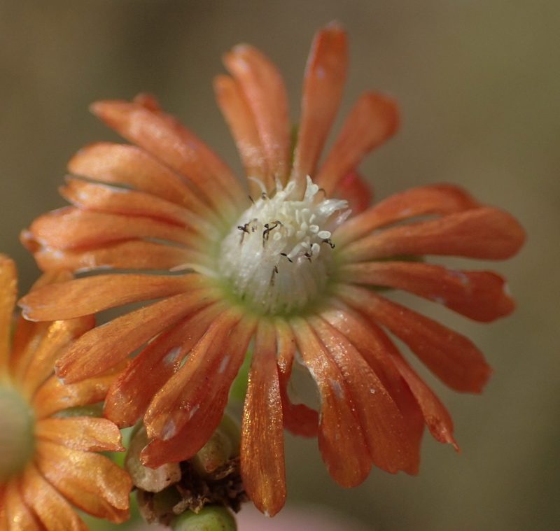 Delosperma testaceum, photographed by Nicola van Berkel