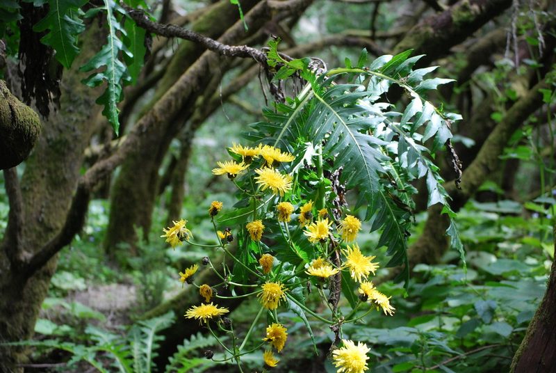 Sonchus hierrensis, photographed by Mirela