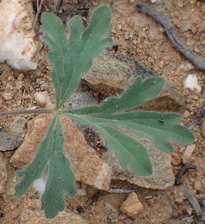 Pelargonium gracillimum, photographed by Nicola van Berkel